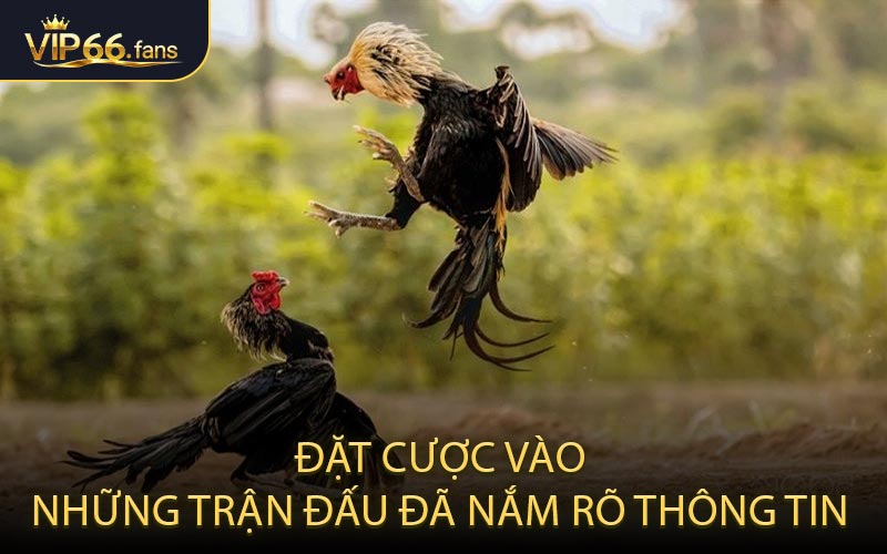 Cách tham gia cá cược đá gà Thomo dành cho người mới
