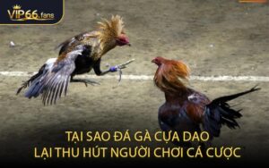 Tại Sao Đá Gà Cựa Dao Lại Thu Hút Người Chơi Cá Cược