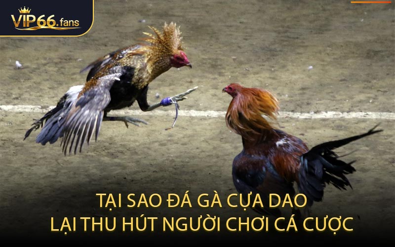 Tại Sao Đá Gà Cựa Dao Lại Thu Hút Người Chơi Cá Cược
