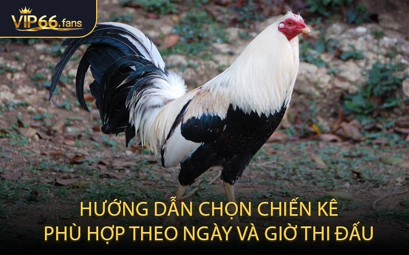 Hướng Dẫn Chọn Chiến Kê Phù Hợp Theo Ngày Và Giờ Thi Đấu