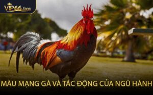 Màu Mạng Gà và Tác Động Của Ngũ Hành