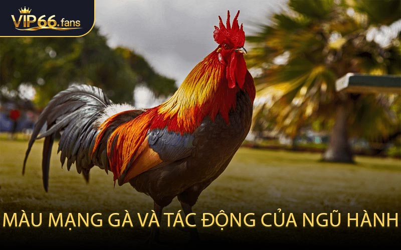 Màu Mạng Gà và Tác Động Của Ngũ Hành