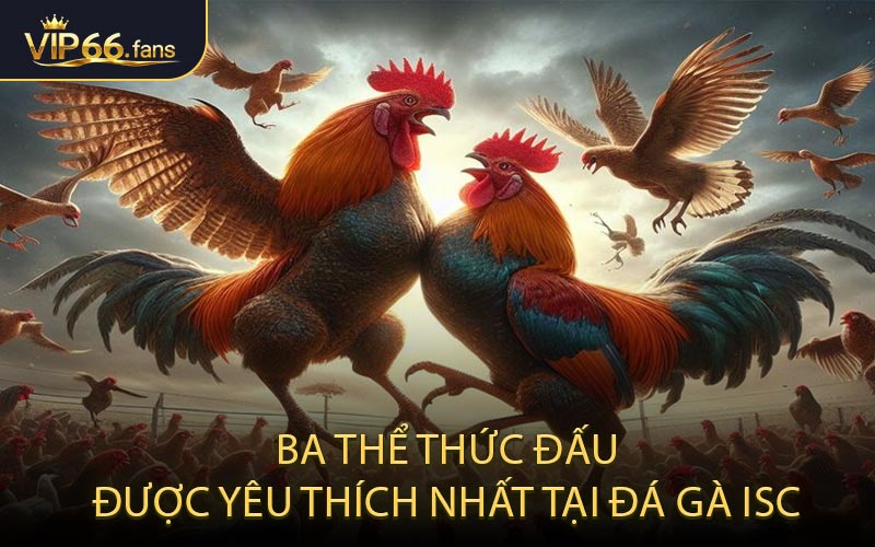 Ba Thể Thức Đấu Được Yêu Thích Nhất Tại Đá Gà ISC